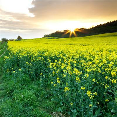 欧盟将延长对乌克兰农产品关税豁免政策